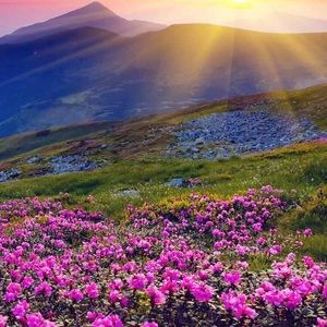 Meet your Posher, Doris